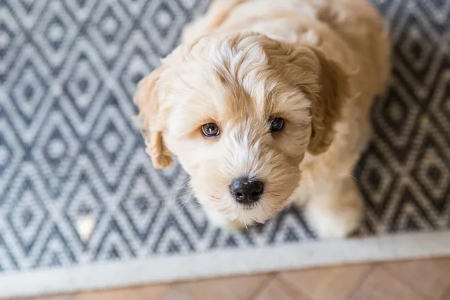 How Much Do Labradoodles Smell? Possible Causes & Solutions (Vet Reviewed)