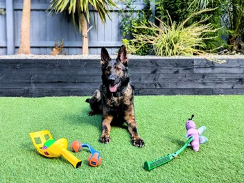 Balls: The Right and Wrong Way to Play Fetch