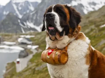 How Smart Are Saint Bernards? Average Intelligence & Instincts Explained