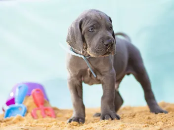 Do Dogs Need Sunscreen? Vet-Approved Advice & Safety Tips