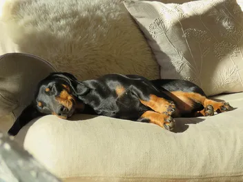 9 Vet-Verified Reasons Why Your Dachshund Sleeps So Much & When To Be Concerned
