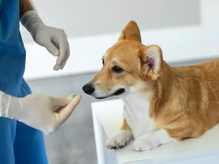 5 Common Seizure Medications for Dogs (Vet Answer)