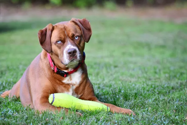 20 Popular Boxer Mixes (With Info & Pictures)