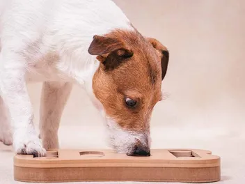 10 Best Dog Toys for Boredom in 2026: Reviews & Top Picks