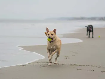 10 Best Dog-Friendly Vacation Destinations in Australia (2026 Guide)