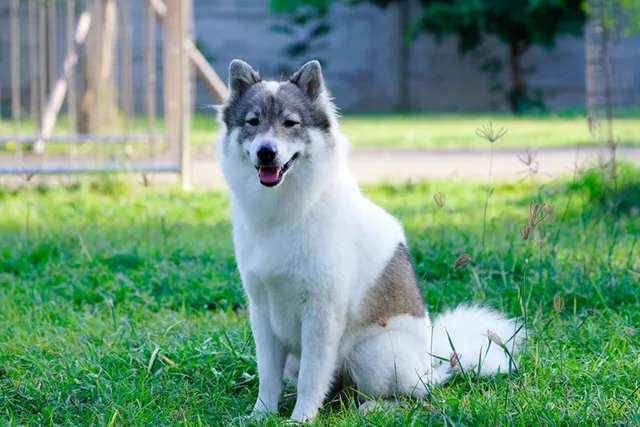 Thai Bangkaew Dog Breed: Info, Pictures, Care Guide & More