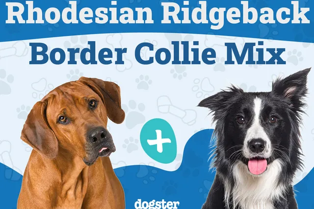 Rhodesian Border Collie Mix: Info, Pictures, Care Guide & More