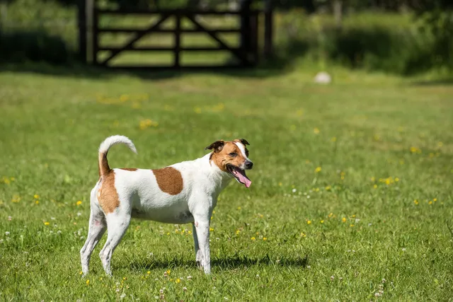 Danish Swedish Farmdog Breed: Info, Pictures, Care & More