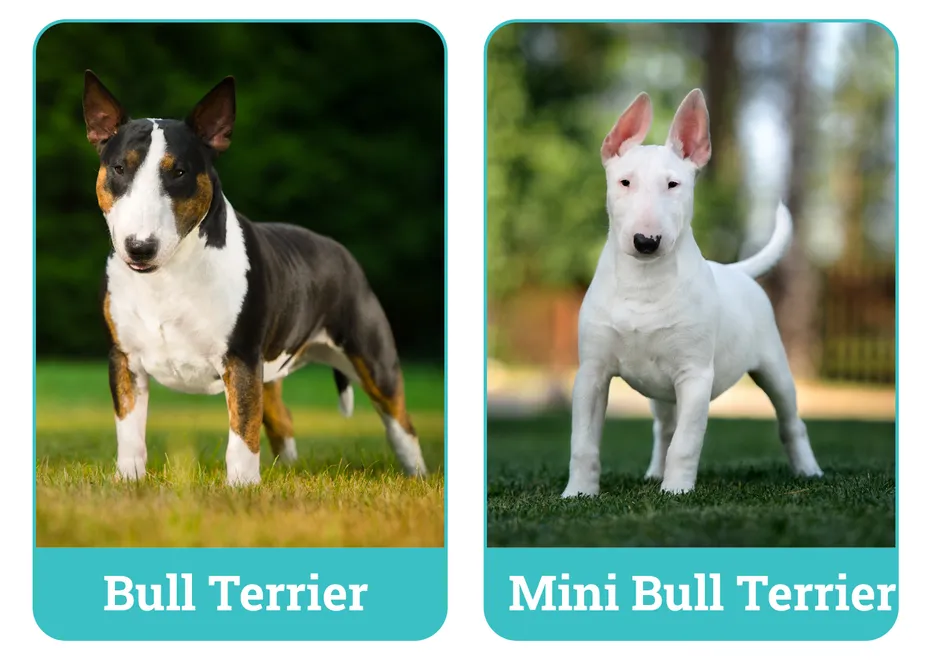 Bull Terrier vs Mini Bull Terrier