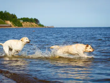 Top 10 Dog-Friendly Beaches in Georgia: Off- & On-Leash Places (2026 Update)