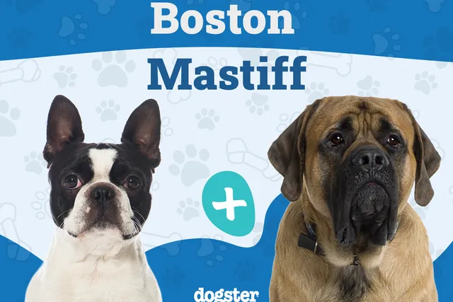 Boston Mastiff (Boston Terrier & Mastiff Mix): Info, Pictures, Temperament & More