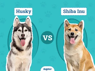 Husky vs. Shiba Inu: Differences Explained (With Pictures)