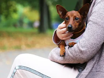 10 Dog Park Etiquette Rules to Never Break: The Do's & Don't's
