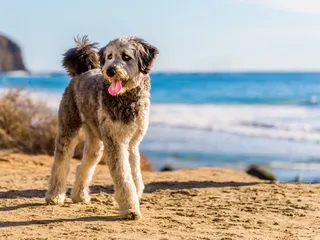 How Much Does an Aussiedoodle Cost? 2026 Price Guide