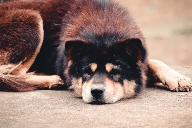 How Much Does a Hmong Dog Cost? (2026 Price Guide)