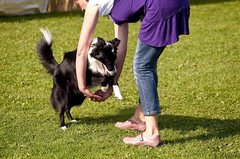 dog doing tricks with owner