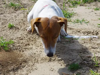 My Dog Is Throwing Up Blood, What Do I Do? Facts & FAQ (Vet Answer)