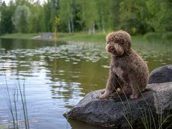 Top 6 Dog-Friendly Beaches in Minnesota: Off-Leash & On-Leash Places