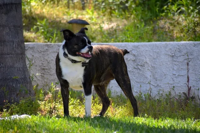 Bochi (Boston Terrier & Chihuahua Mix) Dog Breed: Info, Pictures, Care Guide & Traits