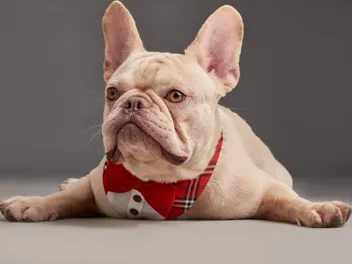 National French Bulldog Day 2026: What Is It & How to Celebrate