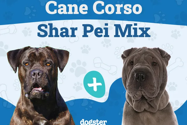 Cane Corso Shar Pei Mix: Info, Pictures, Care, & More