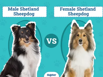 Male vs Female Shetland Sheepdogs (Shelties): The Differences & Pictures