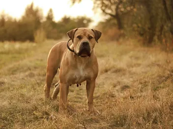 Boerboel Dog Breed: Info, Pictures, Care & Traits