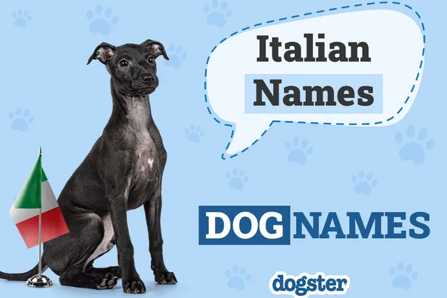 200+ Italian Dog Names: Female & Male Ideas With Meanings
