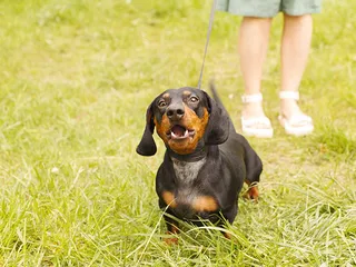 Do Dachshunds Bark a Lot & How Much? 5 Vet-Approved Tips to Stop It