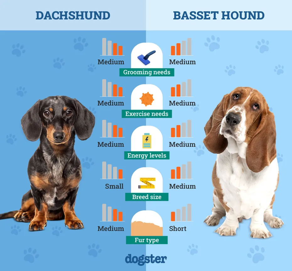 Dogster_Side by Side Comparison_Dachshund vs Basset Hound