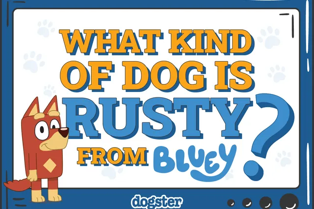 What Kind of Dog Is Rusty From Bluey? Breed Facts & Explanation