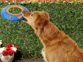 9 Best Squeaky Dog Toys in 2026: Reviews & Top Picks