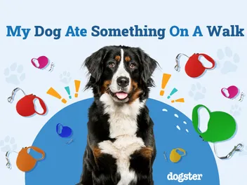 My Dog Ate Something On a Walk: What to Do (Vet-Approved Tips)