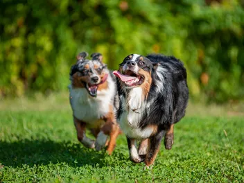 10 Best Dog-Friendly National Parks in 2026