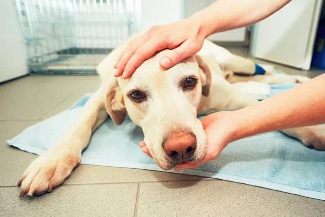 What Is Dog Snow Nose? Vet Approved Advice & Care