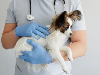 How Long Will It Take for Dog Stitches to Dissolve? Vet-Verified Facts & FAQ