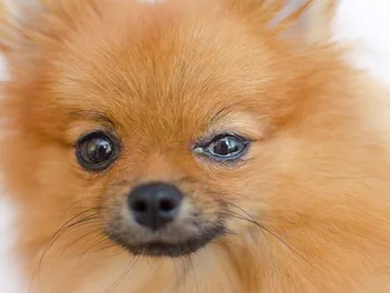 Why Are My Dogs Eyes Watering? 8 Vet Reviewed Reasons