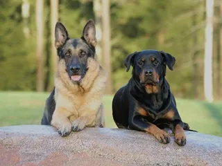Are Rottweilers Good With Other Dogs?
