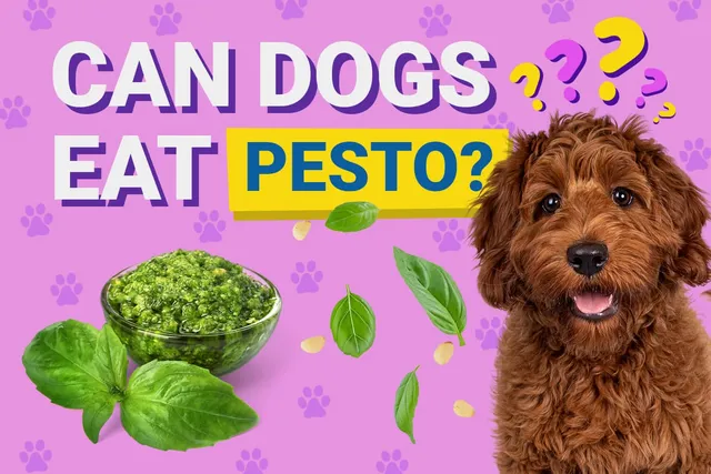 Can Dogs Eat Pesto? Vet Approved Facts & Safety