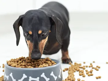 How Much Should a Dachshund Eat in a Day? Adult & Puppy Feeding Guide