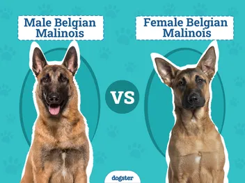 Male vs Female Belgian Malinois: Key Differences (With Info & Pictures)