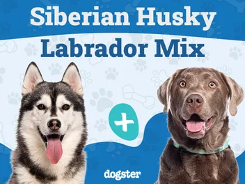 Lab Husky Mix Dog Breed Guide: Info, Pictures, Care & More