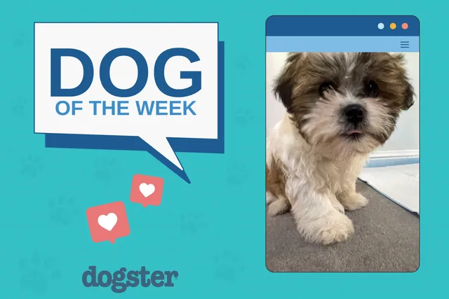 Dogster Photo Contest: Dogs of the Week Winners (November 6, 2025)