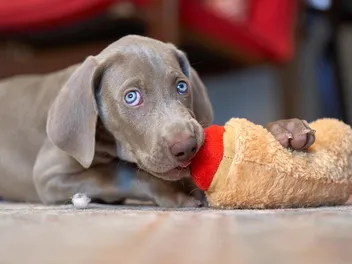 Why Does My Weimaraner Nook? What It Is, Reasons & Solutions