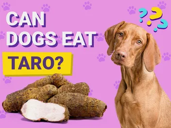 Can Dogs Eat Taro? Vet-Verified Nutrition Facts & FAQ