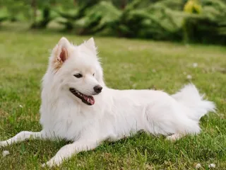 20 Pomeranian Mixes (With Pictures)