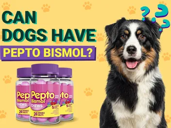 Can Dogs Have Pepto Bismol? Our Vet Explains Its Uses, Side Effects & Risks