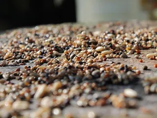 My Dog Keeps Eating Birdseed, What Should I Do? Vet-Approved Tips