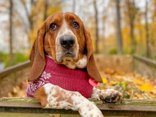 Elmer & Ernest: The Basset Hound Duo Everyone’s Talking About