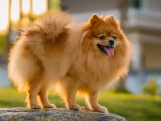 Brown Pomeranian: Info, Pictures, Origin & History